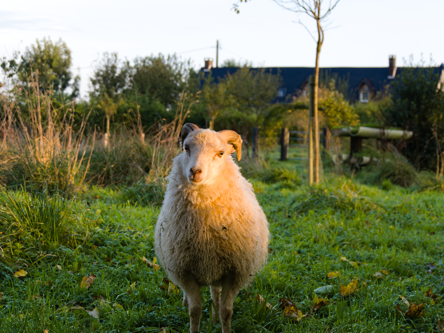 Portrait d'un bélier Ouessant blanc