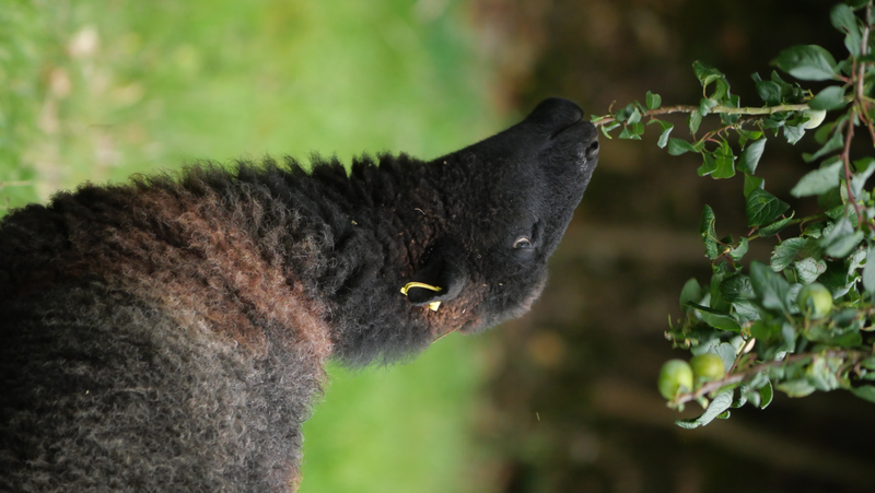 Portrait d'un bélier Landes de Bretagne
        de couleur noire